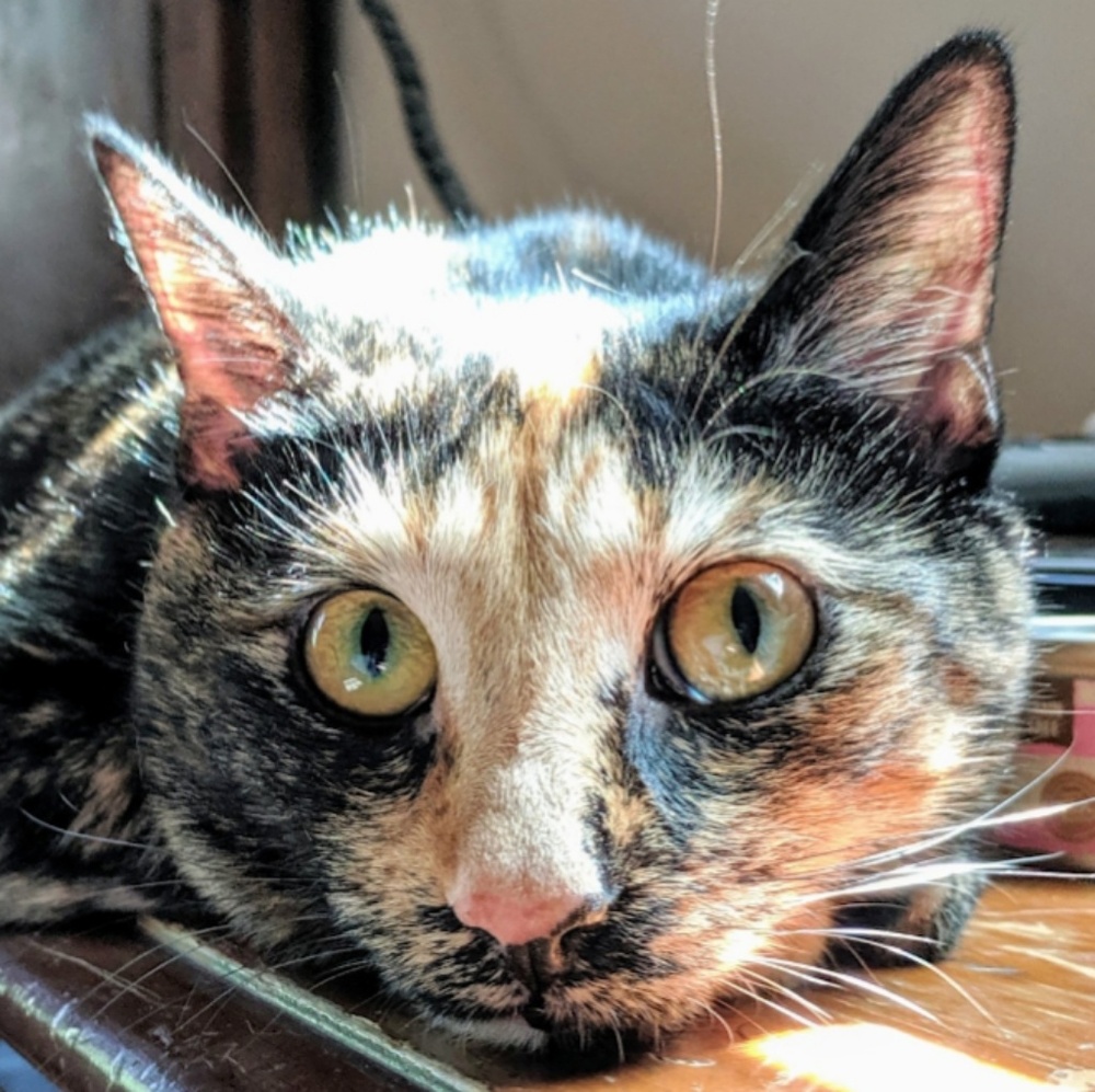 Meet your Posher, Frank